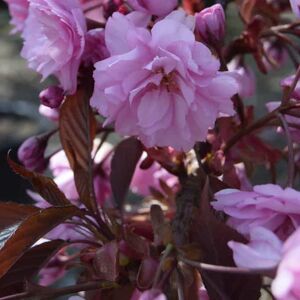 Prunus 'Royal Burgundy' (d) 16-18 EHS